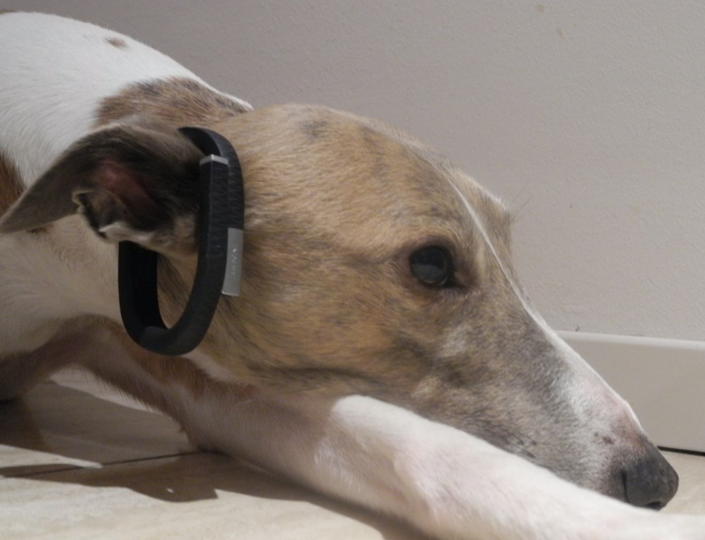 Der Whippet mit Jawbone Tracker